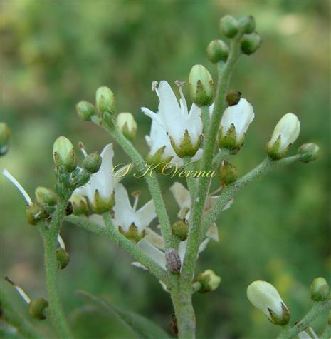  Inflorescence